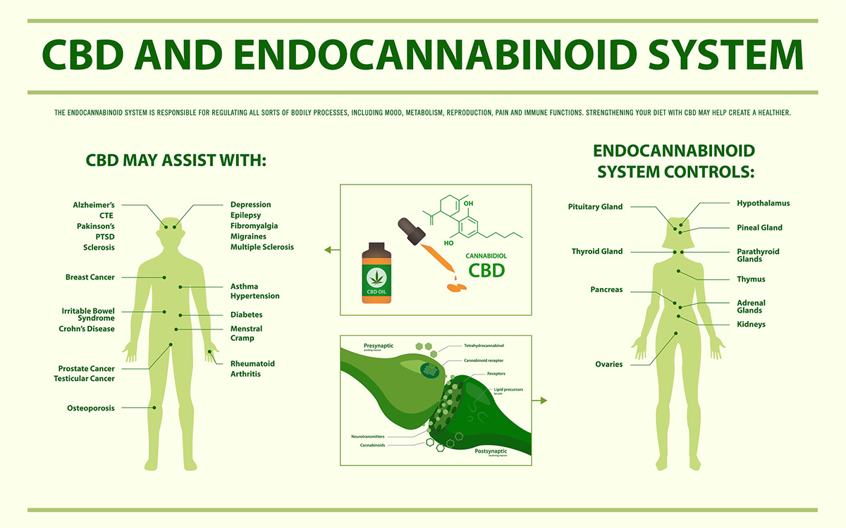How Does CBD Work In The Body - Barton House Memory Care - Sugar Land, TX